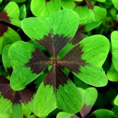 油价重拾涨势 美伊对结束战争路径存在分歧